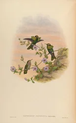 Lophornis pavoninus
